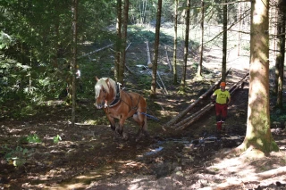 Le retour des chevaux pour le débardage forestier