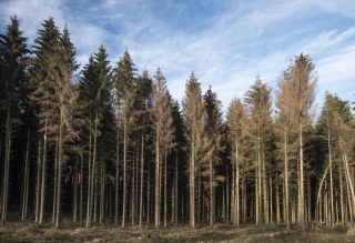 Des conséquences bien visibles en forêt