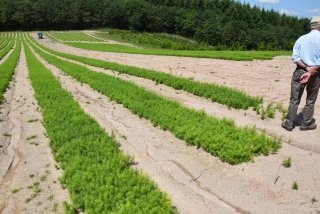 De la graine au plant de douglas 