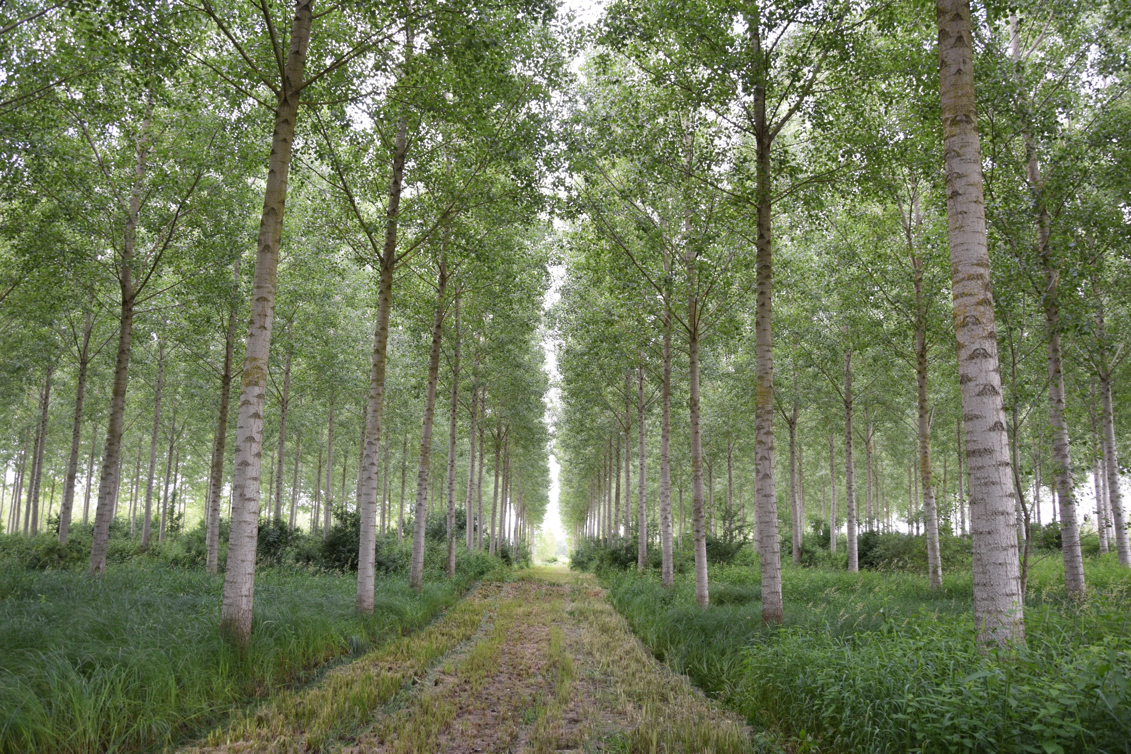 Diversifier les cultivars