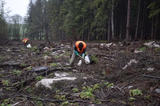 En sylviculture, l’éco-reboisement gagne du terrain