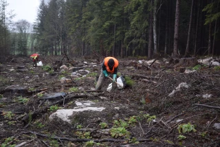 En sylviculture, l’éco-reboisement gagne du terrain