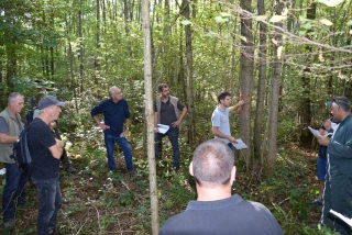 Sylviculture : les nombreux atouts du robinier