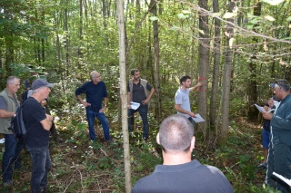 Sylviculture : les nombreux atouts du robinier