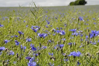 Dans les parcelles emblavées en colza, les mauvaises herbes commencent à lever... Le point avec Terres Inovia.