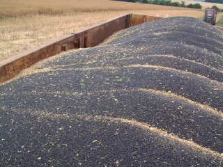 Colza  : la campagne avait bien commencé…