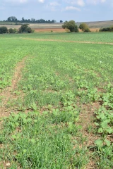 En matière de colza, il convient de choisir la bonne stratégie de rattrapage du désherbage sur repousses 