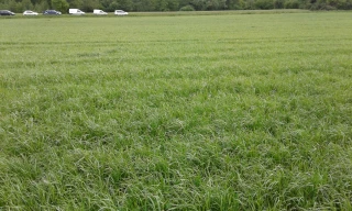 Dans les systèmes laitiers, le ray-grass demeure une valeur sûre