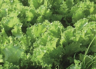 Le débouché proximité pour les fruits et légumes