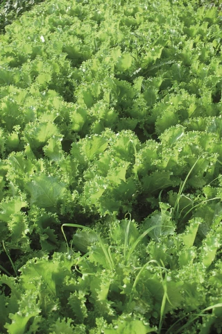 La bio fête ses 20 printemps