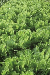 La bio fête ses 20 printemps