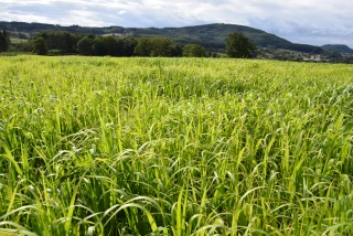 Des dérobées d’été pour refaire des stocks fourragers de sécurité ?