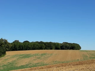 Quel impact de la sécheresse sur les semis ?