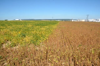 Choisir son soja : les conseils de Terres Inovia 
