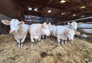 Engraisser des génisses avec du sorgho et du méteil, c’est possible…