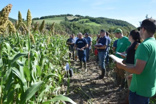 visite essai sorgho fourrager Ferm'Inov Jalogny