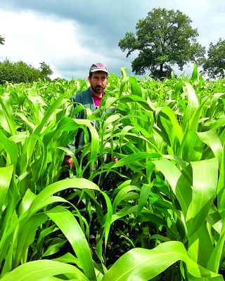 En cas de présence forte de sangliers, le sorgho fourrager mono-coupe est une bonne alternative en AB