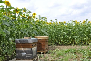 Pas de lien entre fréquentation des tournesols et production de miel  
