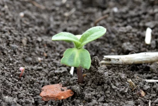 Tournesol : pour une levée réussie