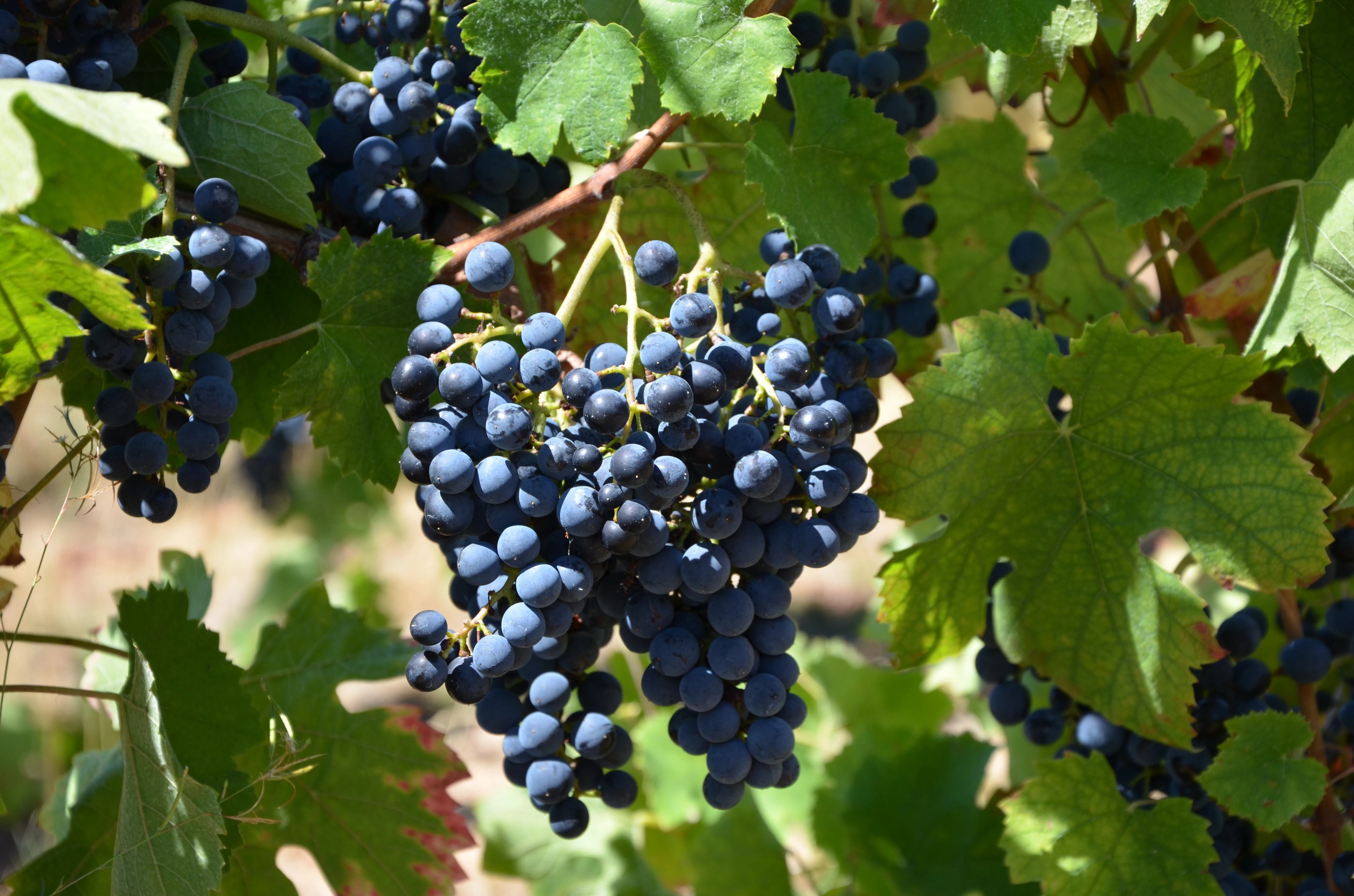 Verre à moitié plein pour le gamaret dans les appellations beaujolaises