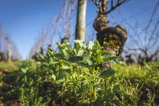 La CAVB et l’INAO harmonisent les cahiers des charges des vins de Bourgogne avec des mesures types pour accélérer l’adaptation climatique et réglementaire.