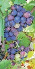 Les ODG du vignoble beaujolais plaident en faveur d'une hausse du potentiel de récolte