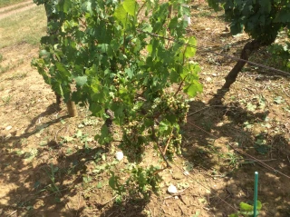 La grêle a encore frappé dans le vignoble ce dimanche 30 juillet