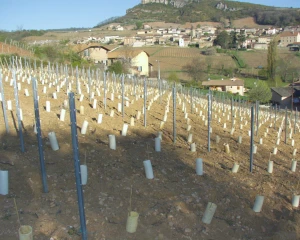 Ce n'est pas encore demain que les cépages résistants seront dans le vignoble...