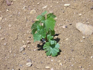 FranceAgriMer a défini de nouvelles modalités pour bénéficier de l'aide à la restructuration du vignoble