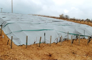 Les viticulteurs de l'Yonne relancent le débat sur le bachage des vignes pour lutter contre le gel...