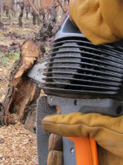 Comment restaurer les ceps atteints