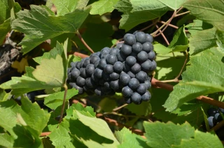 L’encépagement, le levier majeur