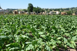 Cultiver des betteraves fourragères pour des allaitantes
