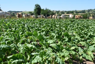 Cultiver des betteraves fourragères pour des allaitantes