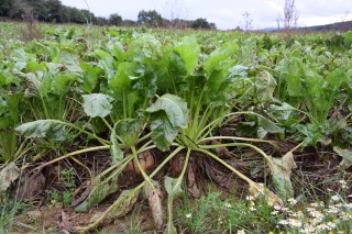 La betterave fourragère séduit
