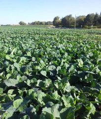 Dix voies d’adaptation au changement climatique 