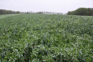 Une culture fourragère intéressante mais technique 