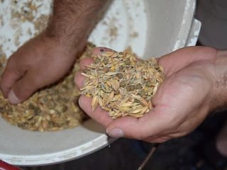 Pour l'alimentation hivernale, savoir prendre ce que la nature donne…