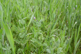 Les enseignement de la septième campagne d’essais méteils à Baudrières