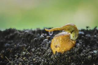 Une question de goût… bien souvent