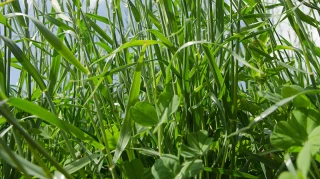 Comment choisir les dérobées estivales ?