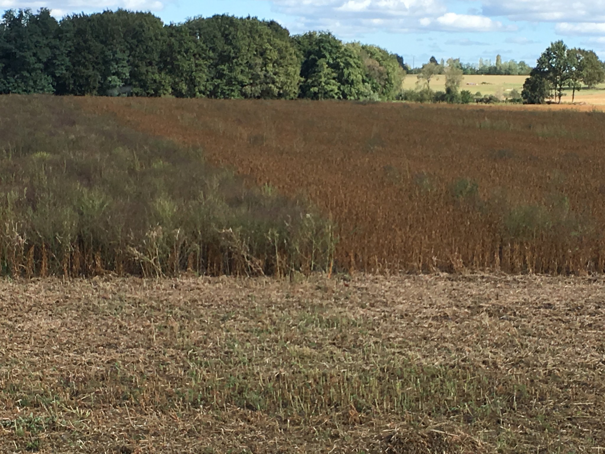 Quand et comment se passer du glyphosate