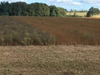 Quand et comment se passer du glyphosate