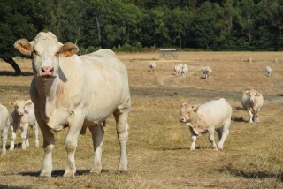 Les bovins viande s’adapteraient...