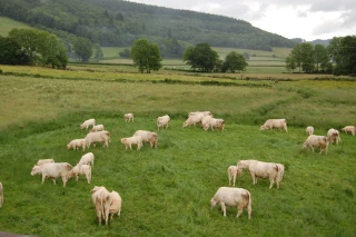 Les JA de Paray et de Digoin sont allés voir d'où proviennent les viandes servies en restauration hors domicile...