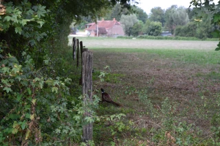 « Plantons des haies » en Saône-et-Loire !