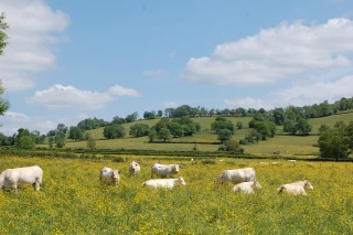 Le Berceau de la race bovine charolaise est désormais inscrit sur la liste indicative de la France dans la catégorie "Paysage culturel, évolutif, vivant"