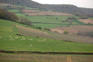 Les notaires ont travaillé la question de la préservation du foncier agricole et ont présenté leurs réflexions aux maires réunis en congrès