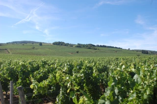 A la découverte du vignoble mâconnais