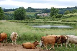 La question du bien-être animal est en train de se mondialiser…